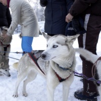 Зимний выезд КИАП в заснеженную Карелию. Январь 2019